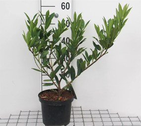 Prunus laurocerasus 'Otto Luyken' - pot - 30-40 cm