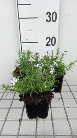 Phlox 'G.F. Wilson' - pot 9x9 cm -