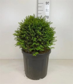 Taxus baccata - pot - bolvorm diameter 45+ cm