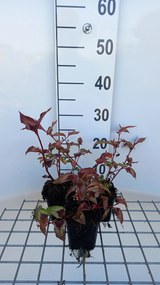 Persicaria microcephala 'Red Dragon' - pot 9x9 cm