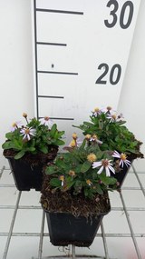 Kalimeris incisa'Nana Blue'- pot 9x9 cm -