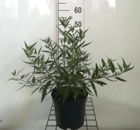 Caryopteris x clandonensis 'Heavenly Blue' - pot - 40-50 cm -