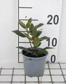 Laurus nobilis - Laurier - pot diameter 10,5 cm -