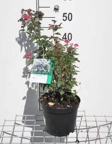 Spiraea japonica'Anthony Waterer'- pot 3L - 25-30 cm -