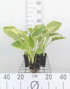 Hosta 'Aureomarginata' - pot 9x9 cm