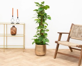 Scindapsus Epipremnum mosstok - 130cm