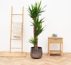 Yucca Elephantipes - 190cm