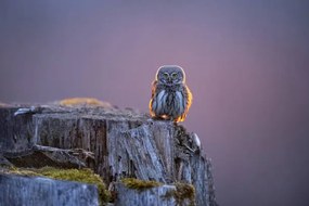 Foto Eurasian pygmy owl in beautiful sunset, Krzysztof Baranowski
