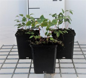 Epimedium x youngianum 'Niveum' - pot 9x9 cm