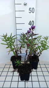 Aster novae-angliae 'Barr's Blue' - pot 9x9 cm
