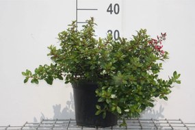 Escallonia 'Red Dream' - pot - 20-25 cm