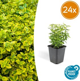 Euonymus Fortunei 'Emerald 'n Gold' - 20cm