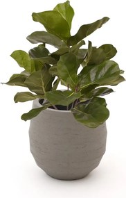 Kunstplant Designplants Luca Lifestyle | Groen Kunststof | Inclusief bloempot | ø38x38cm | Geschikt voor buiten en binnen | Kees Smit Tuinmeubelen