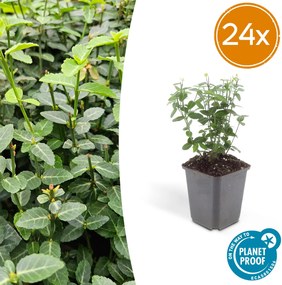Euonymus fortunei radicans - 20cm