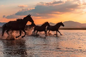 Foto WATER HORSES, BARKAN TEKDOGAN, (40 x 26.7 cm)