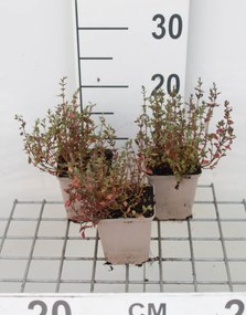 Tijm - keukentijm - pot 9x9 cm (Thymus vulgaris) -