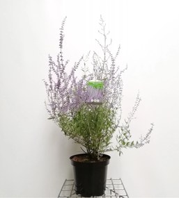 Perovskia 'Blue Spire' - pot 10L - 50-60 cm
