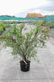 Spiraea x vanhouttei - pot 20L - 125-150 cm