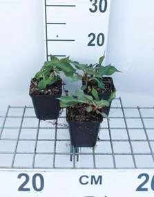 Persicaria amplexicaulis 'Fat Domino' - pot 9x9 cm