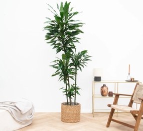 Dracaena Janet Lind XXL - 180cm