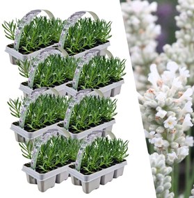 Set Lavendel Angustifolia - 15 cm