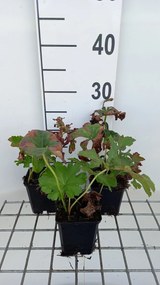 Darmera peltata - pot 9x9 cm -