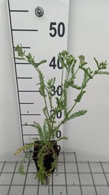Achillea millefolium 'Red Beauty' - pot 9x9 cm