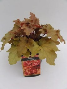 Heuchera 'Marmalade' - pot 2L