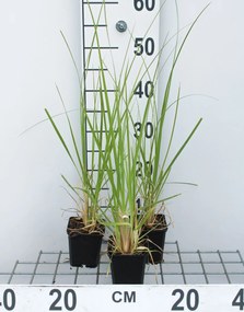 Cortaderia selloana - Pampasgras - pot 9x9 cm -