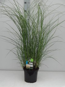 Miscanthus sinensis 'Kleine Silberspinne' - pot 3L