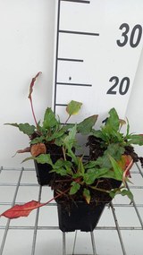 Persicaria amplexicaulis 'Pink Elephant' - pot 9x9 cm -