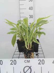 Hosta 'Undulata Albomarginata' - pot 9x9 cm