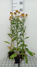 Helenium 'Wesergold' - pot 9x9 cm -