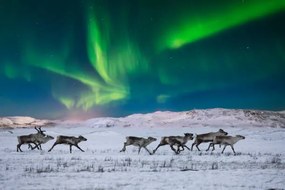 Foto Wild reindeer on the tundra on, Anton Petrus, (40 x 26.7 cm)