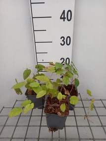 Epimedium pinnatum 'Black Sea' - pot 9x9 cm