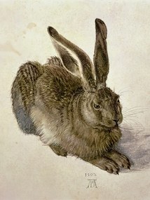 Kunstreproductie Hare (1502), Albrecht Dürer