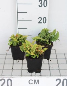 Polystichum setiferum 'Congestum' - pot 9x9 cm -