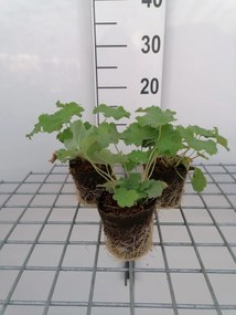 Alchemilla mollis - biopot diameter 8 cm