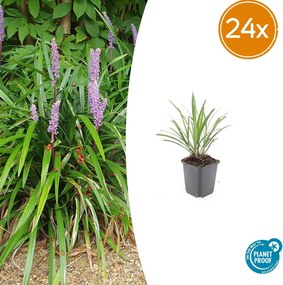 Liriope Muscari 'Ingwersen' - 20cm