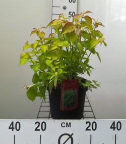 Leycesteria formosa 'Notbruce' (Golden Lanterns) - pot - 40-50 cm