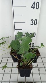 Geranium 'Bremdream' (Dreamland) - pot 9x9 cm -