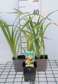Hemerocallis 'Chicago Sunrise' - pot 9x9 cm