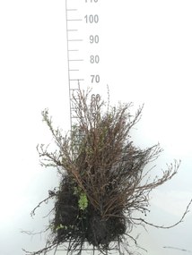 Potentilla fruticosa 'Abbotswood' - blote wortel - 30-40 cm