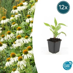 Echinacea purpurea 'White Swan' - 20cm
