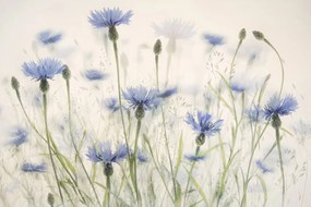 Ilustratie Cornflowers, Nel Talen, (40 x 26.7 cm)