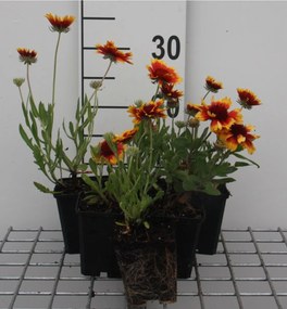 Gaillardia 'Bremen' - pot 9x9 cm
