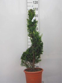 x Cupressocyparis leylandii 'Castlewellan' - pot 9L - 80-100 cm - spiraalvorm