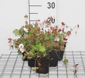 Geranium x cantabrigiense 'St Ola' - pot 9x9 cm -