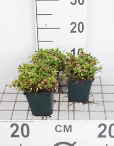 Mentha cervina - pot 9x9 cm -