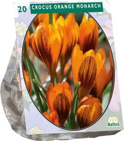 Baltus Crocus Orange Monarch - Voorjaarsbloeiers - 20 bollen